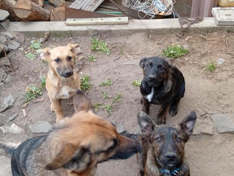 Munkakutyák gazdit keresnek