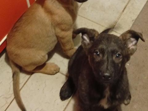 Szelindek jellegű kis kutyák gazdit keresnek Szelindek jellegű kis kutyák gazdit keresnek