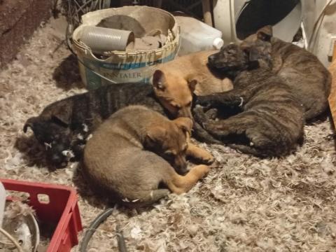 Tanya kutyák eladók Tanya kutyák eladók