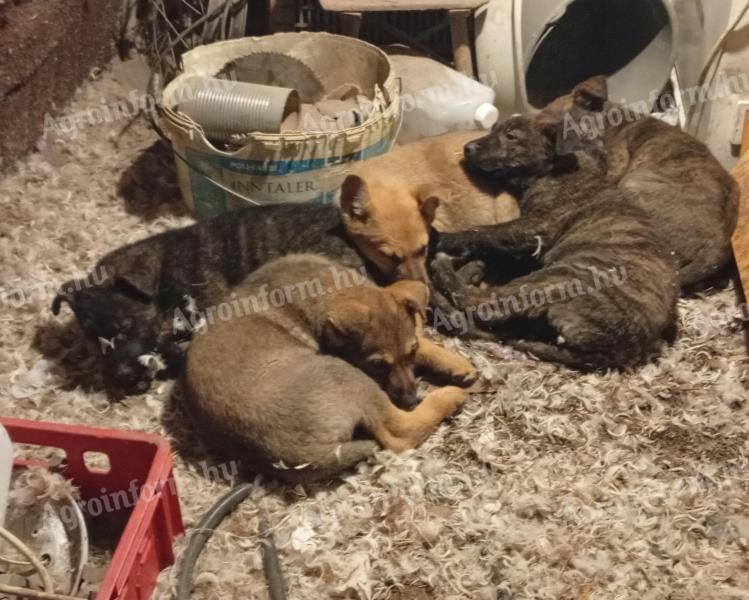 Tanya kutyák eladók