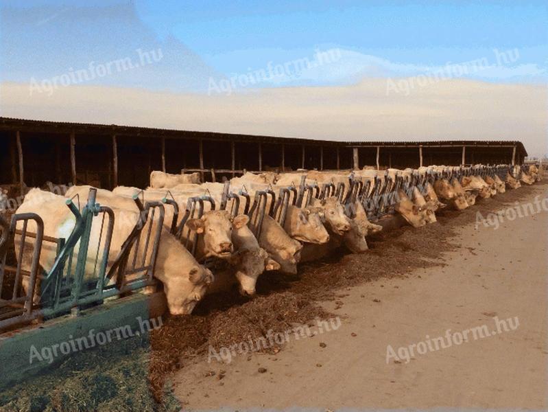 Kis és Nagysúlyú Bikákat Vásárolok!