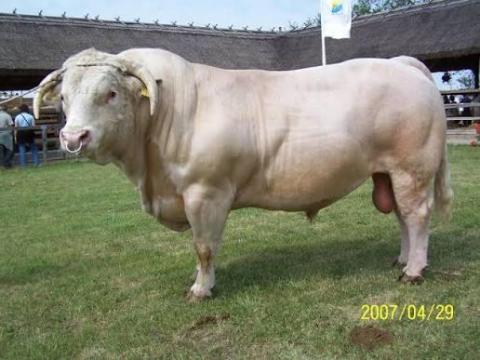 Állatgondozói állást keresek ottlakással