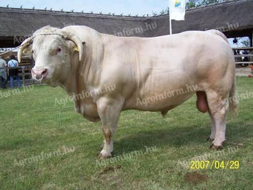 Állatgondozói állást keresek ottlakással