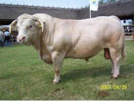 Állatgondozói állást keresek ottlakással