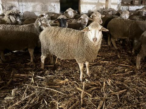 Eladó vemhes birkák Eladó vemhes birkák