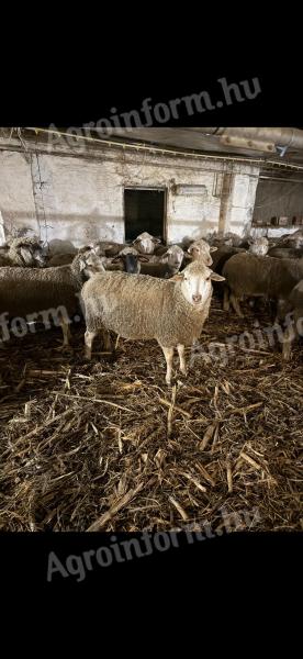 Eladó vemhes birkák