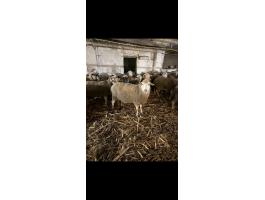 Eladó vemhes birkák