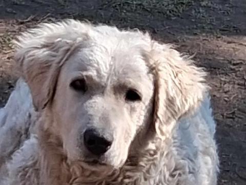 2 éves fajtatiszta kuvasz szuka eladó 2 éves fajtatiszta kuvasz szuka eladó