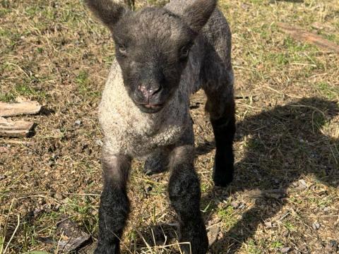 Shropshire kos eladó 2db