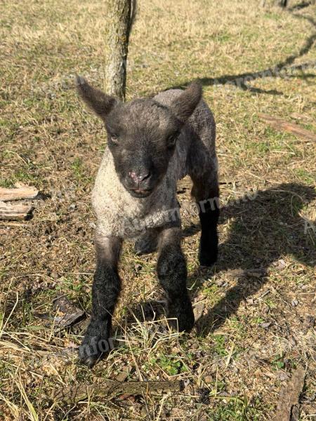 Shropshire kos eladó 2db