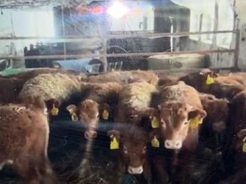 Limousin, Charolais and Blonde d'Aquitaine Calves Wanted for Fattening Limousin, Charolais and Blonde d'Aquitaine Calves Wanted for Fattening