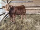 Limousin bika eladó, kb. 500 kg