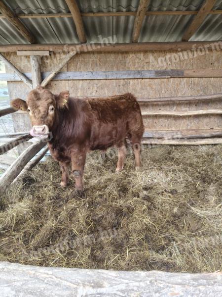 Limousin bika eladó, kb. 500 kg