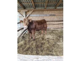 Limousin bika eladó, kb. 500 kg