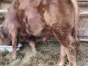 Limousin bika eladó, kb. 500 kg