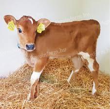 Jersey 6-8 hetes üszőt keresek