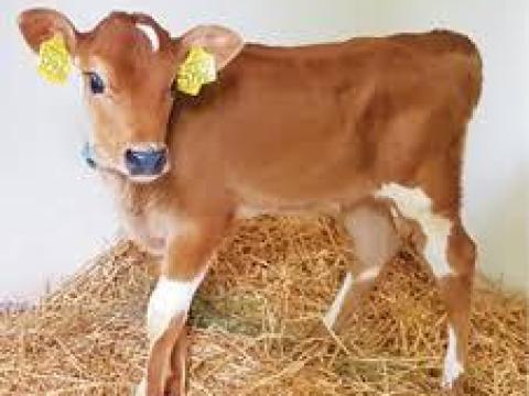 Jersey 6-8 hónapos üszőt keresek