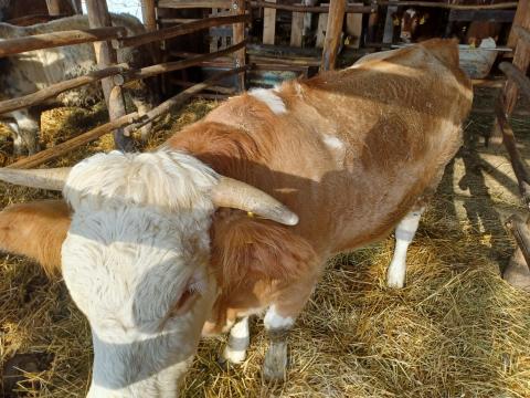 Magyartarka vemhes tehén eladó Magyartarka vemhes tehén eladó