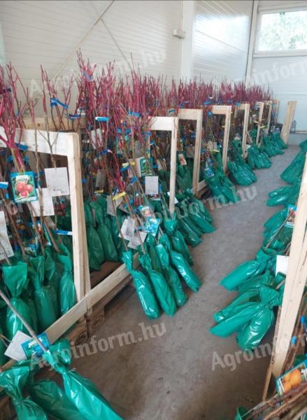 Gyümőlcsfa Csemete❗❗❗