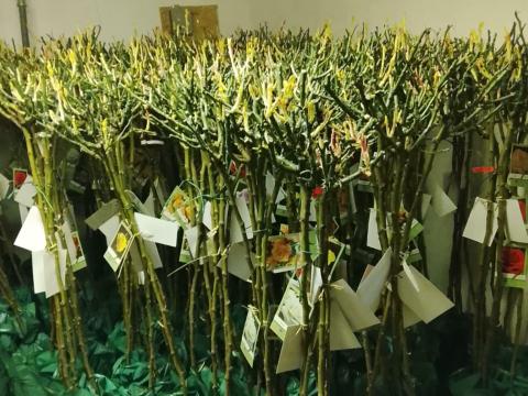 Magastörzsű rózsafa eladó – Prémium minőségű, díjnyertes fák termelőtől Magastörzsű rózsafa eladó – Prémium minőségű, díjnyertes fák termelőtől