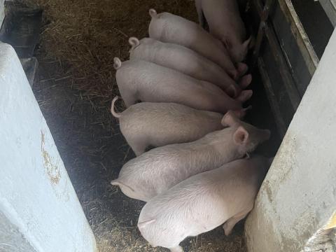 MNF választási malacok MNF választási malacok