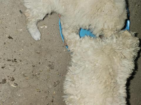 Fehér mudi jellegű kölykök gazdát keresnek Fehér mudi jellegű kölykök gazdát keresnek