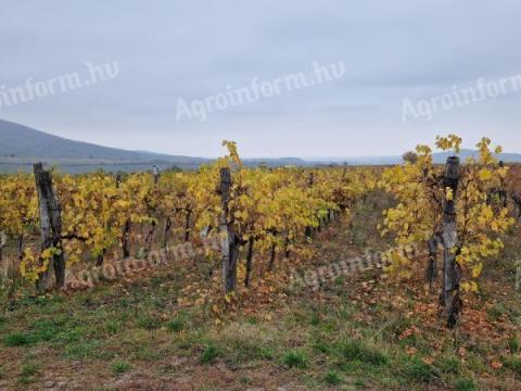 Eladó szőlő Gyöngyöspatán Eladó szőlő Gyöngyöspatán
