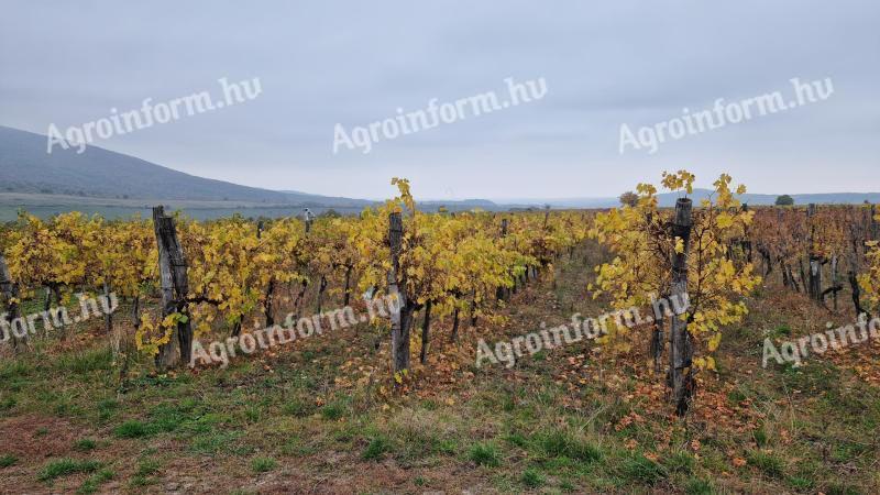 Eladó szőlő Gyöngyöspatán