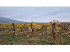 Eladó szőlő Gyöngyöspatán