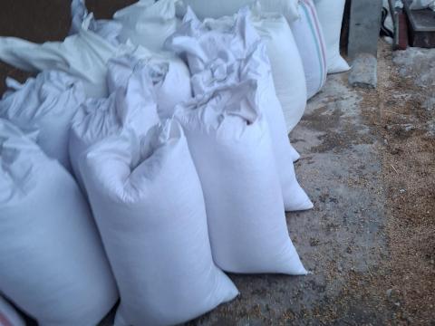 Tritikálé felzsákolva, azonnal készletről elérhető Tritikálé felzsákolva, azonnal készletről elérhető