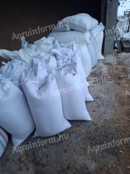 Tritikálé felzsákolva, azonnal készletről elérhető