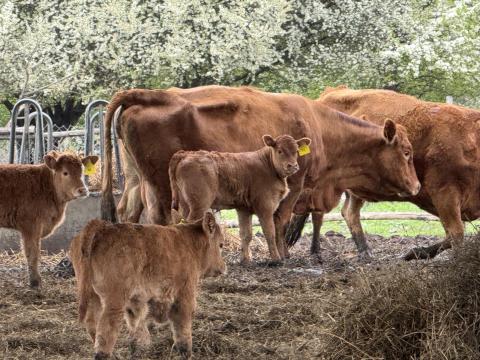 Limousin húshasznú szarvasmarha borjak, 60 db eladó egyben Limousin húshasznú szarvasmarha borjak, 60 db eladó egyben