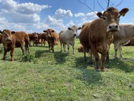 Limousin húshasznú szarvasmarhák borjakkal,  200 db eladó egyben