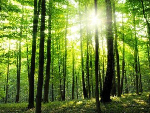 Zöld befektetési lehetőség Sárospatakon – 431 hektáros hegyen,  tölgyerdő forrásokkal eladó