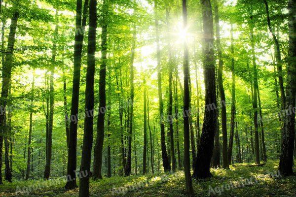 Zöld befektetési lehetőség Sárospatakon – 431 hektáros hegyen,  tölgyerdő forrásokkal eladó