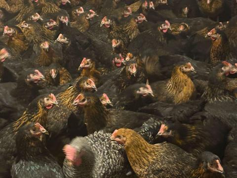 Babolnai HARCO Jérce eladó