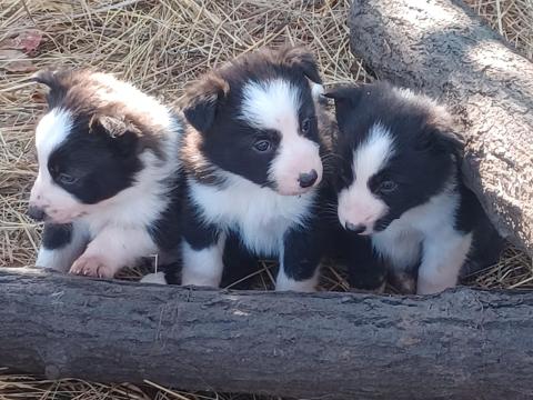 Border Collie (fajtatiszta jellegű) Border Collie (fajtatiszta jellegű)