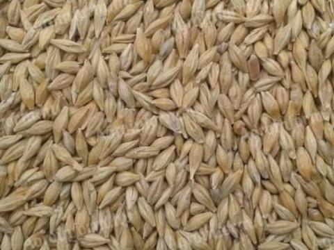 Tisztított árpa eladó Tisztított árpa eladó