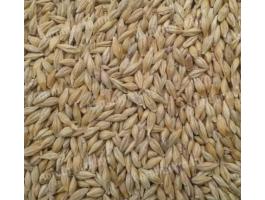 Tisztított árpa eladó