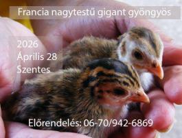 Francia nagytestű gigant gyöngyös csibe, gyöngytyúk, Szentes