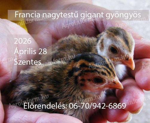 Francia nagytestű gigant gyöngyös csibe, gyöngytyúk, Szentes