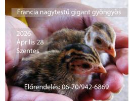 Francia nagytestű gigant gyöngyös csibe, gyöngytyúk, Szentes