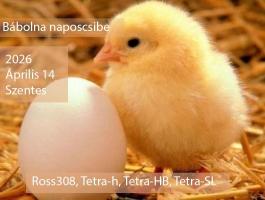 Bábolnai naposcsibe szentesen