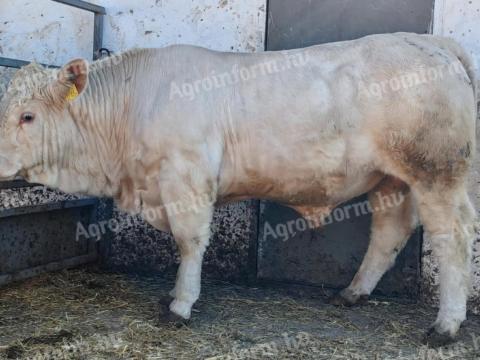 Tenyészbikák eladók Tenyészbikák eladók