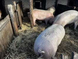 Eladó szabad tartású hízók 250-300 kg között