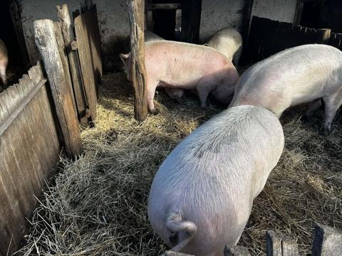 Eladó szabad tartású hízók 250-300 kg között