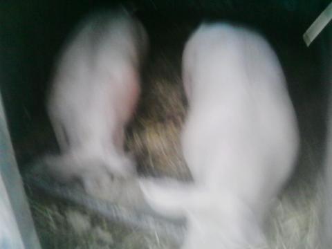 Hízók 100 kg-tól 250 kg-ig terményen neveltek eladók