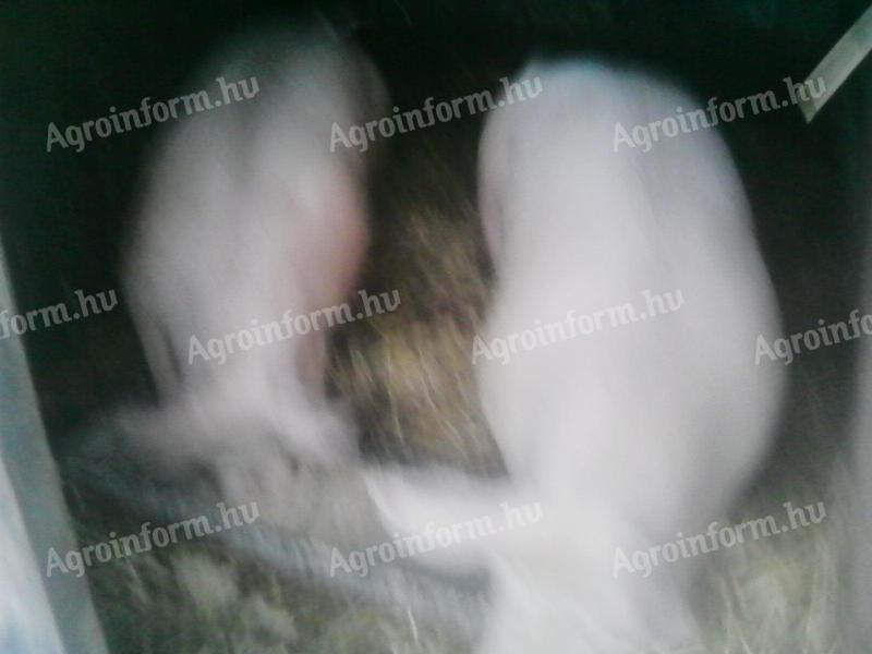 Hízók 100 kg-tól 250 kg-ig terményen neveltek eladók