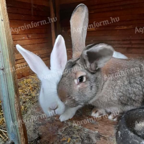 Eladó Nyúl