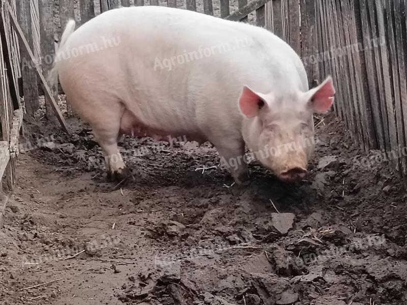 Eladó anyakoca hízó